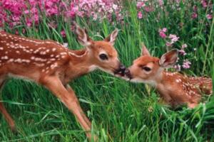 韩文网名带翻译韩语昵称 27