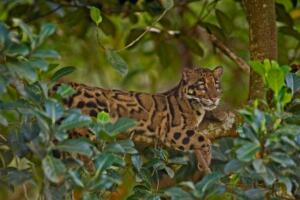 适合做昵称的韩语单词-带翻译 7